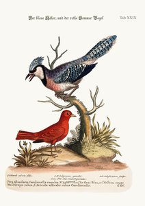 The Blue Jay و the Summer Red-Bird ، 1749-73
